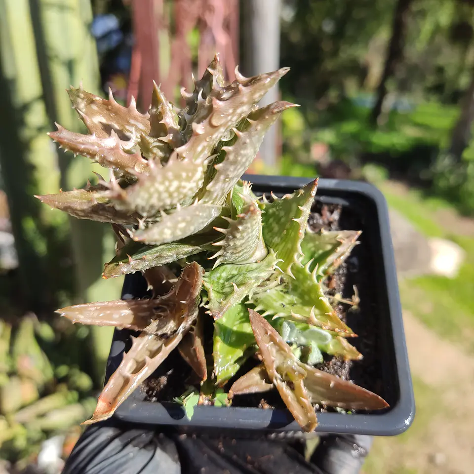 Aloe Juvenna 3