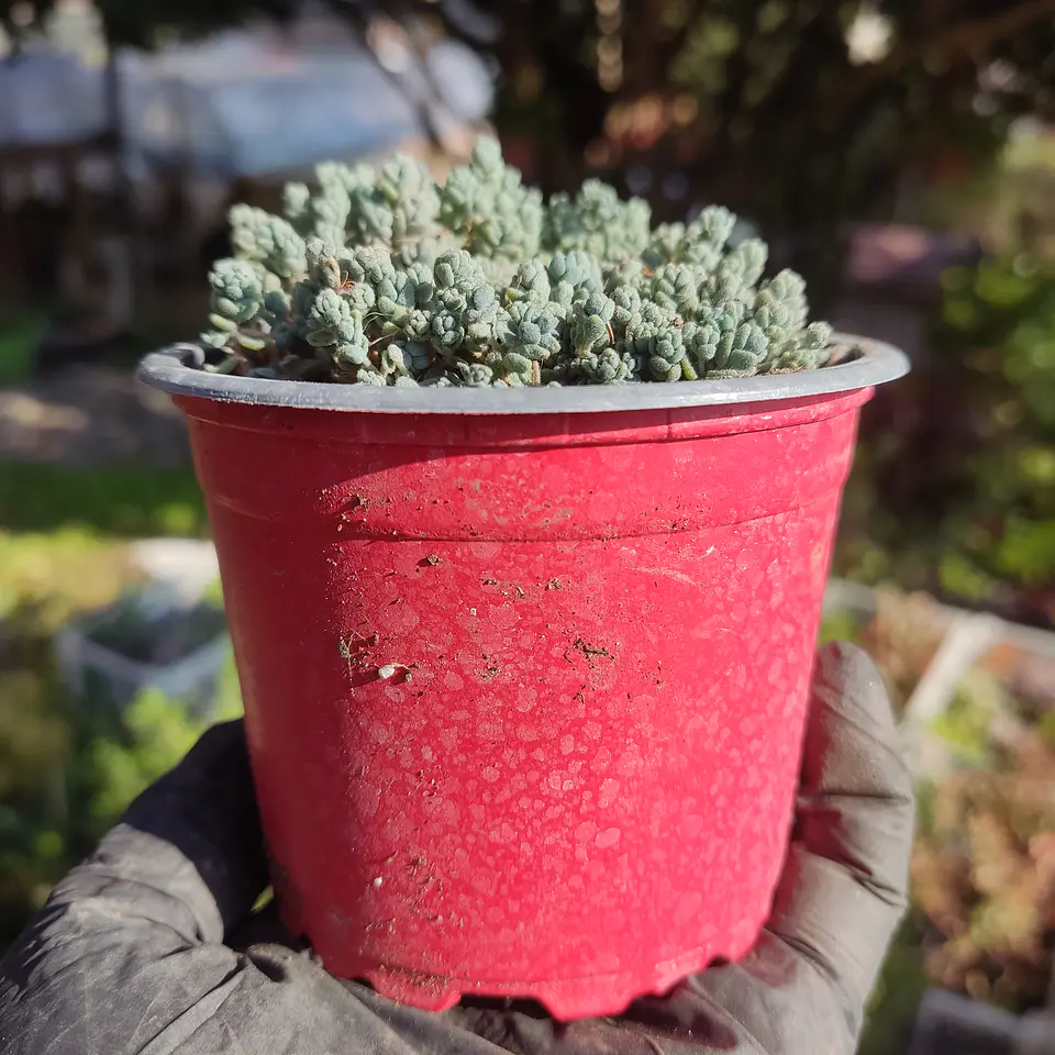 Sedum Dasyphyllum 2