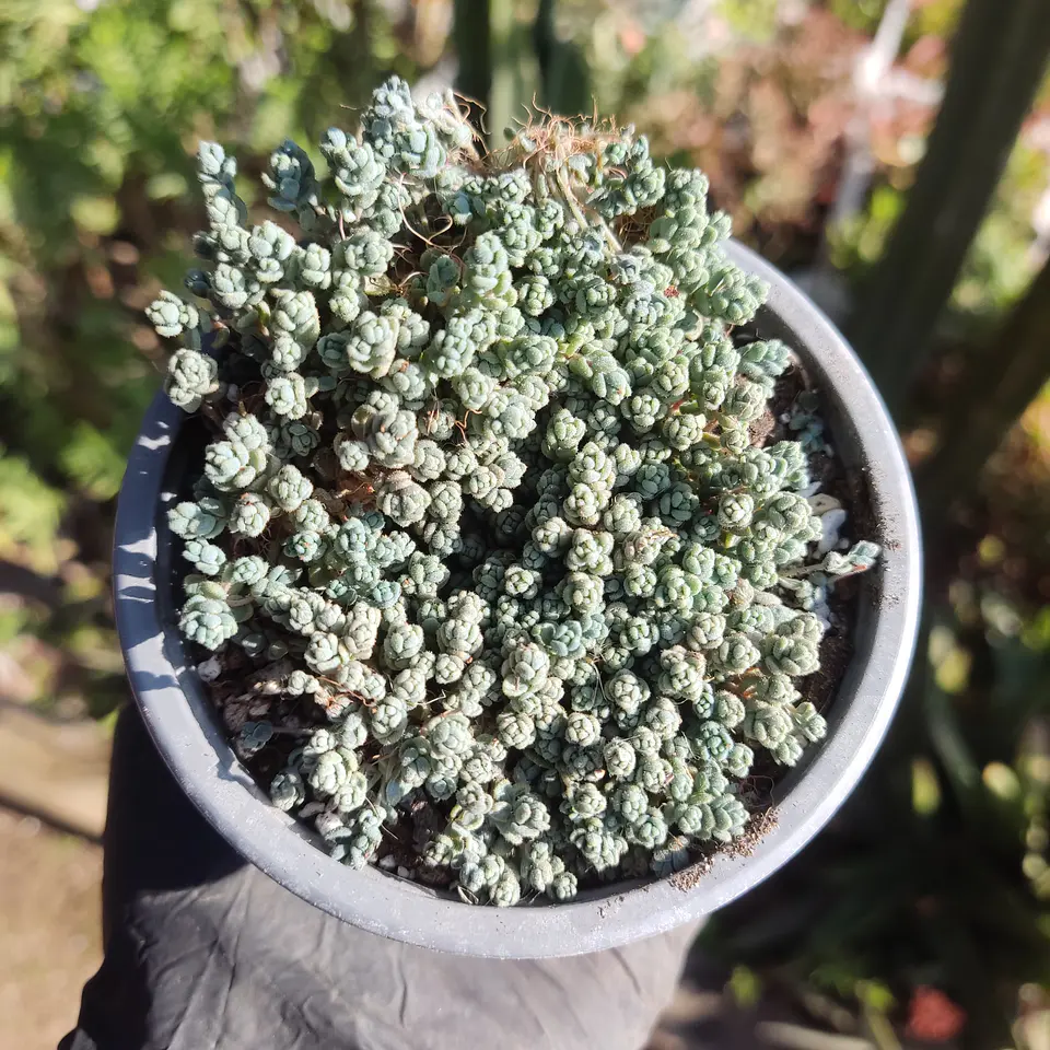 Sedum Dasyphyllum 1