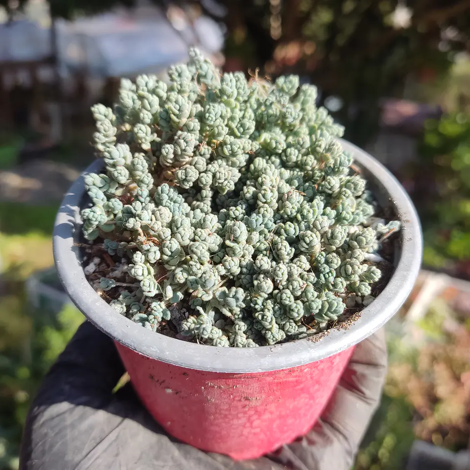 Sedum Dasyphyllum 3