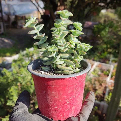 Crassula Perforata