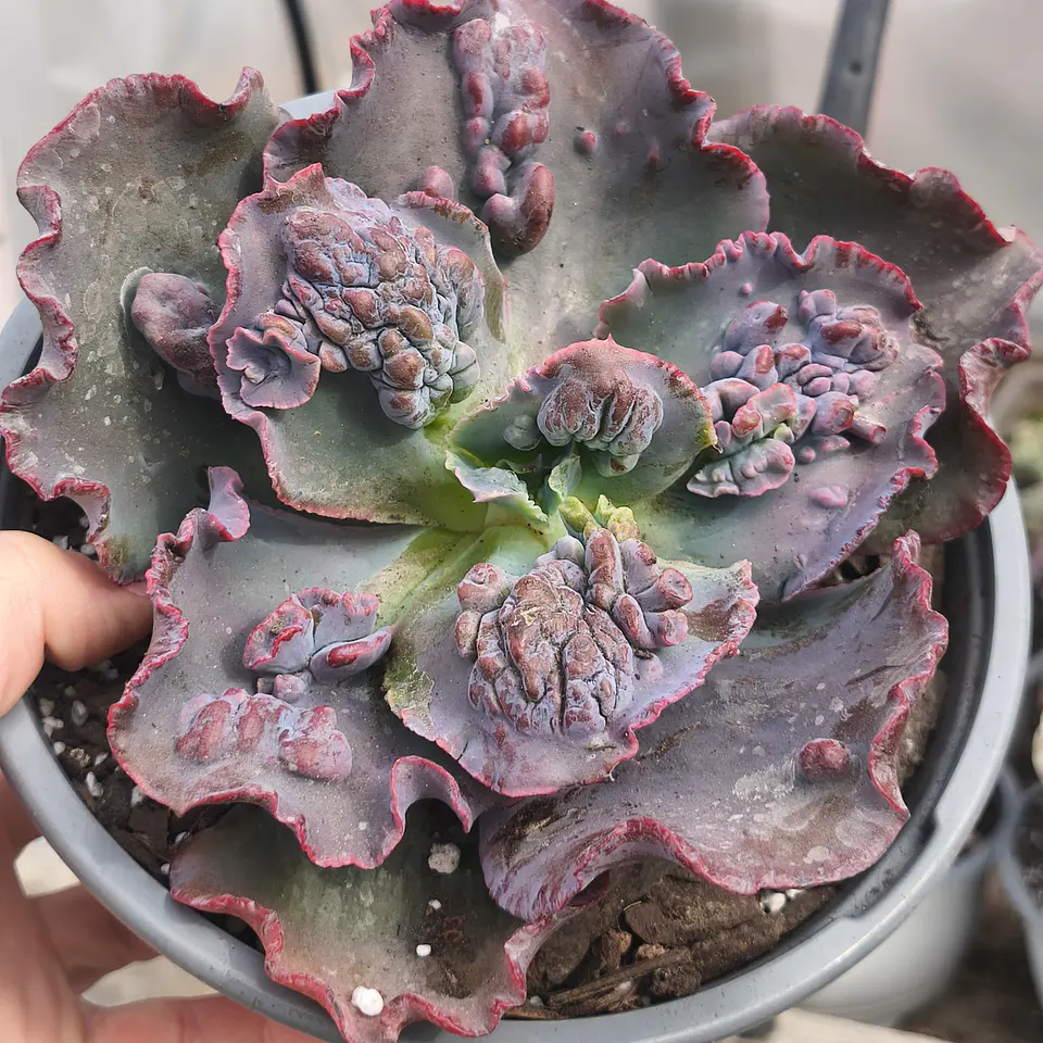 Echeveria Erupta carunculada  2