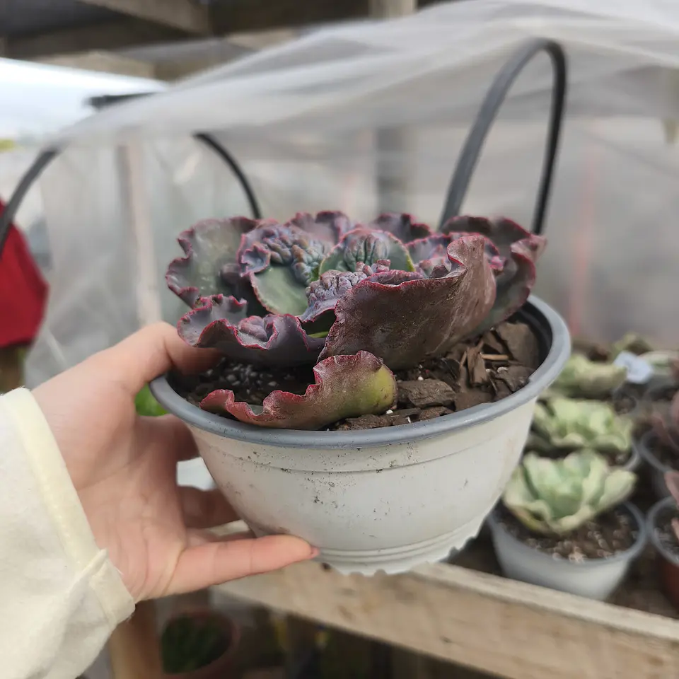 Echeveria Erupta carunculada  3