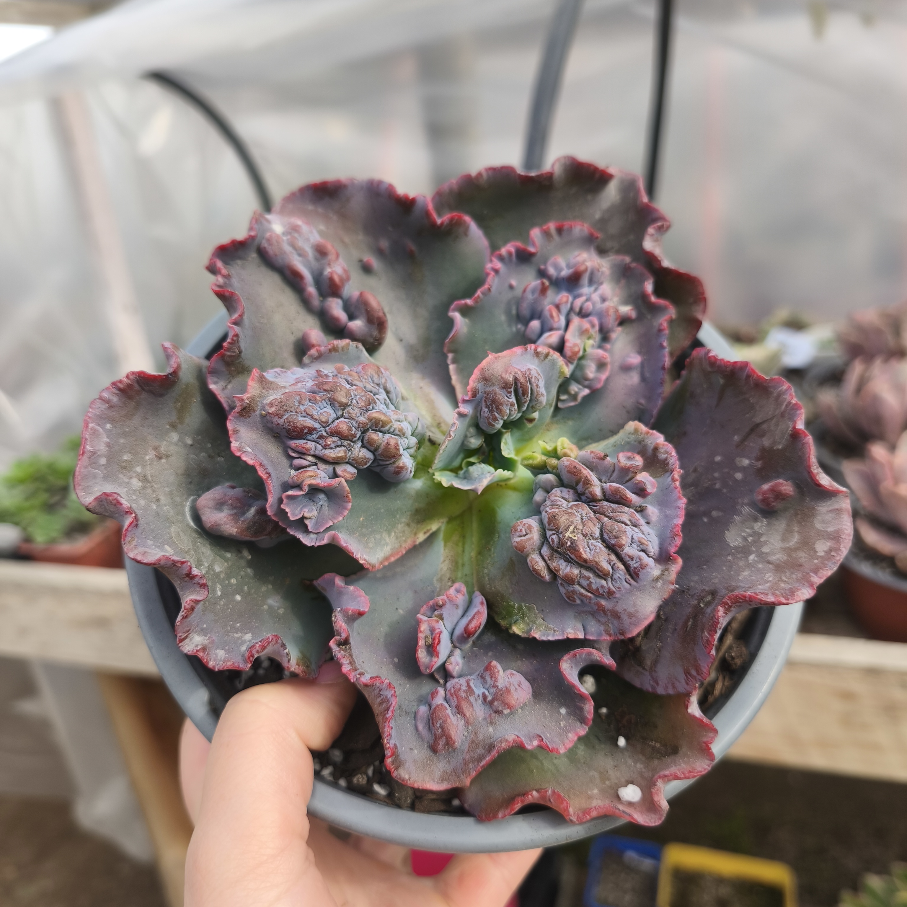 Echeveria Erupta carunculada