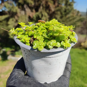 Sedum Makinoi 