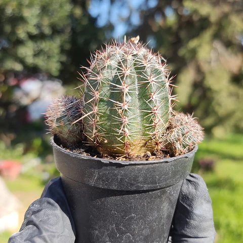 Lobivia aurea shaferi