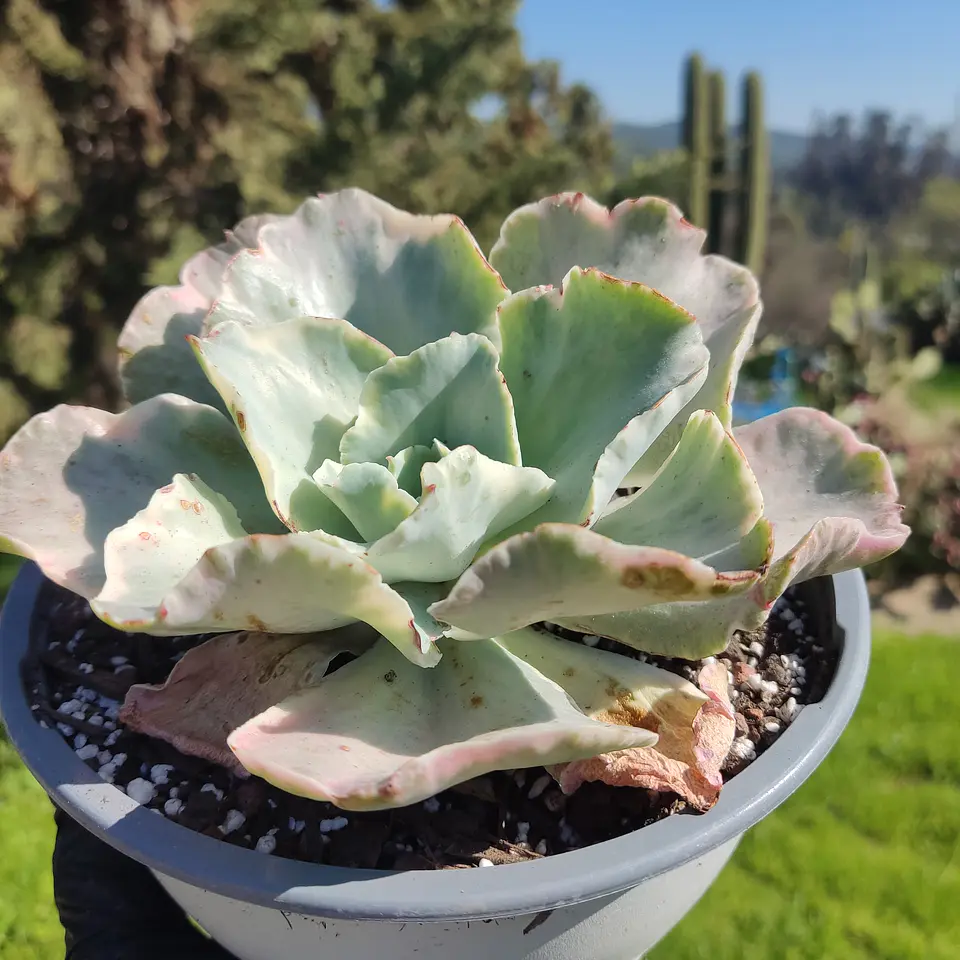 Echeveria Moon River variegada  2