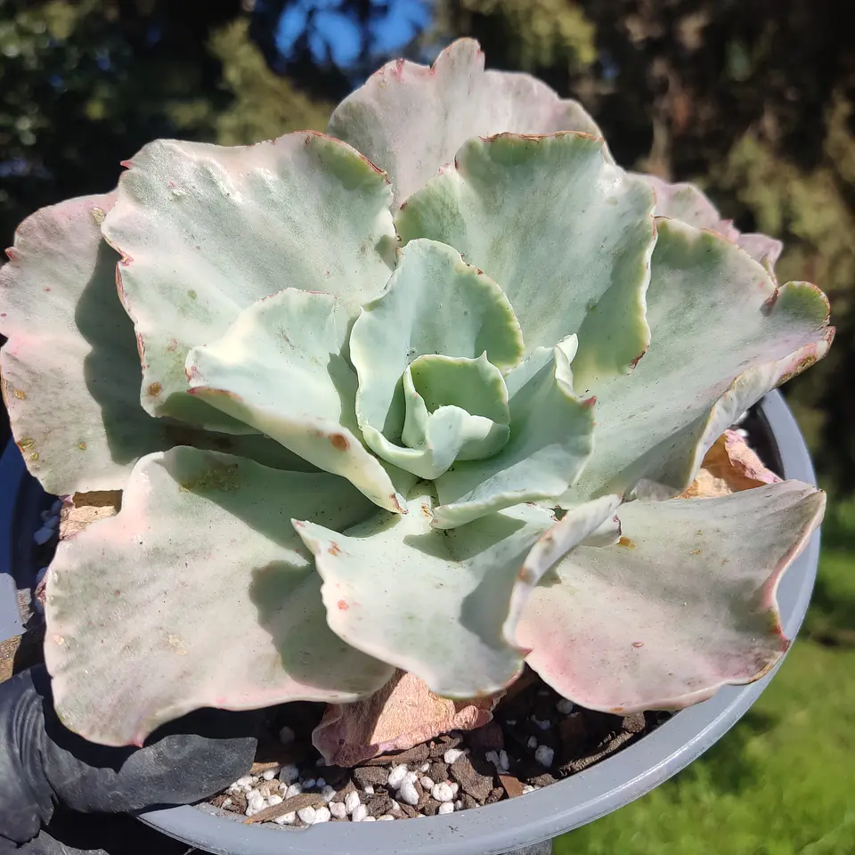 Echeveria Moon River variegada  1