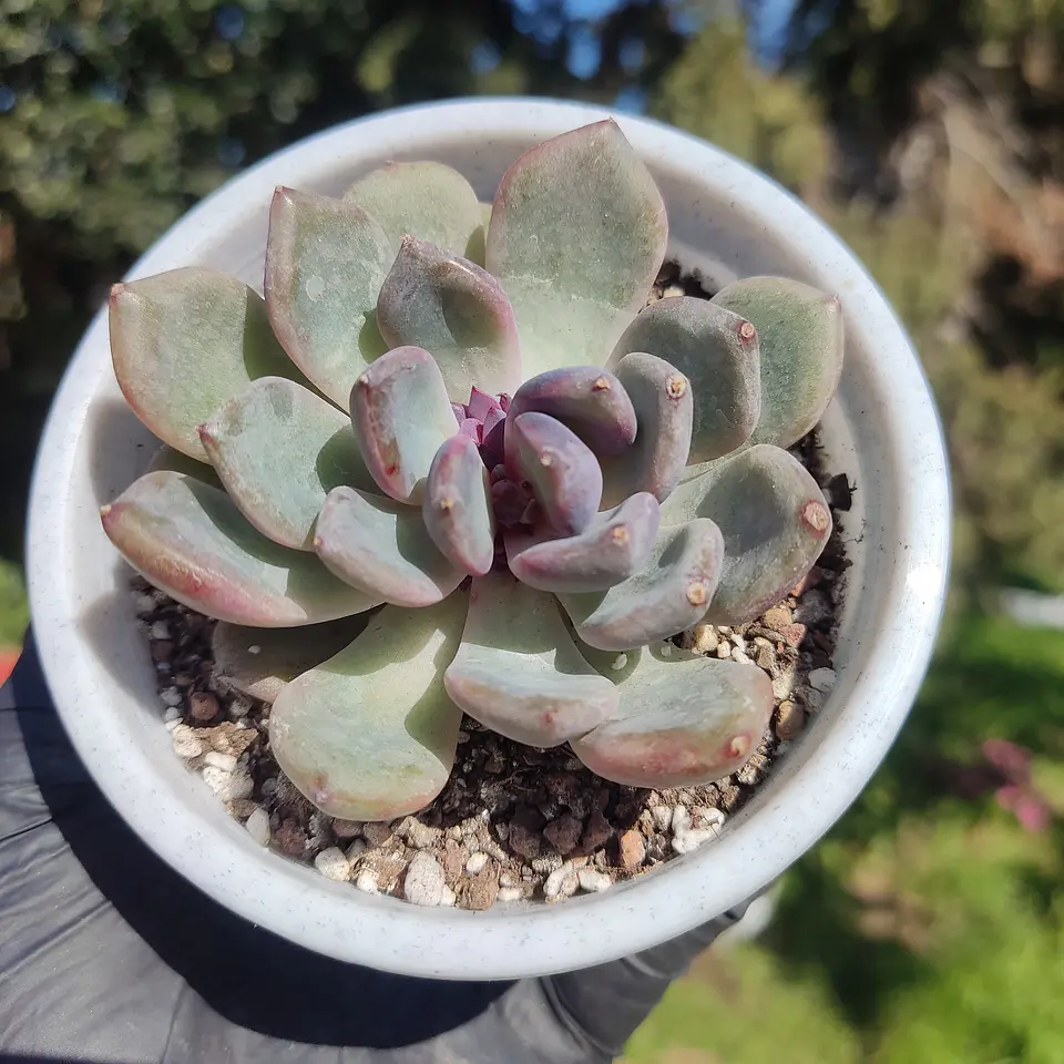 Echeveria Boracay  1