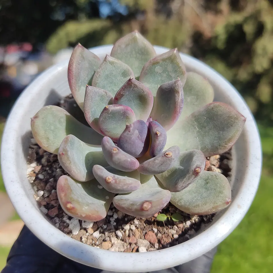 Echeveria Boracay  2