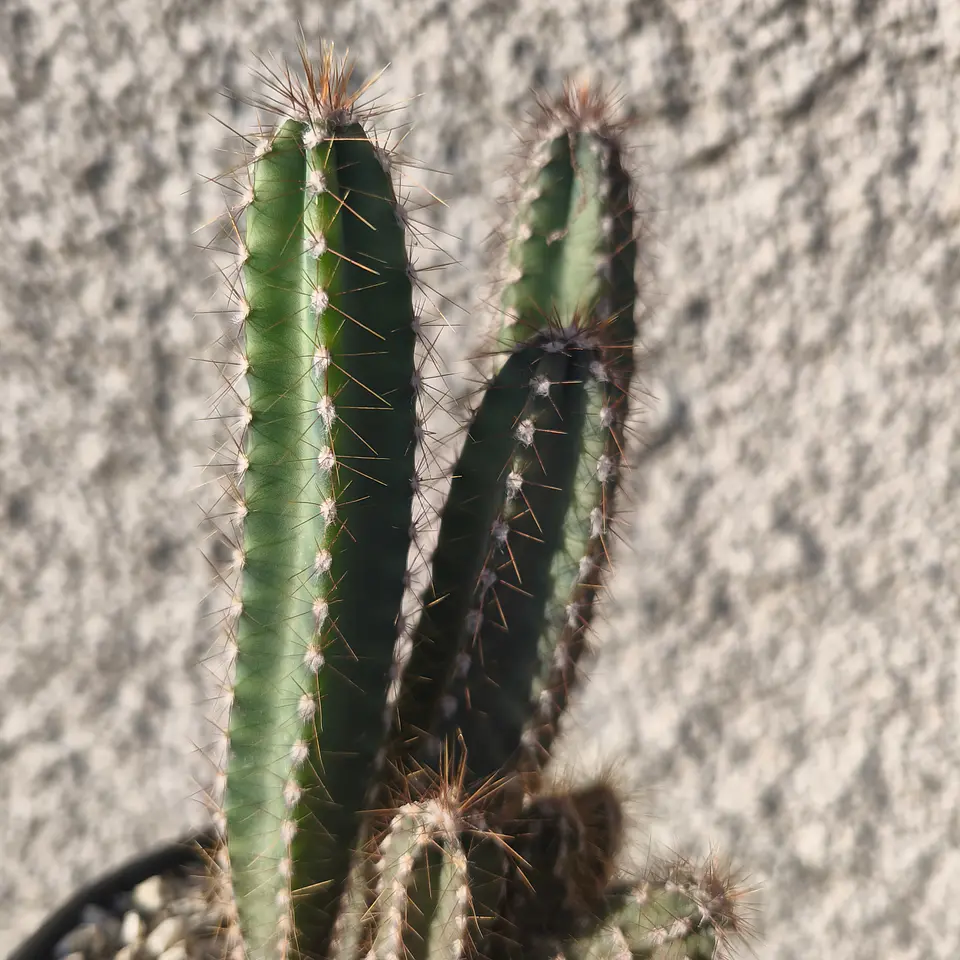 Pilocereus - cactus  2