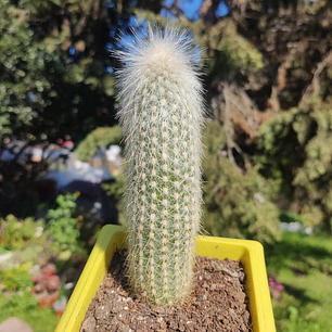 Cleistocactus strausii
