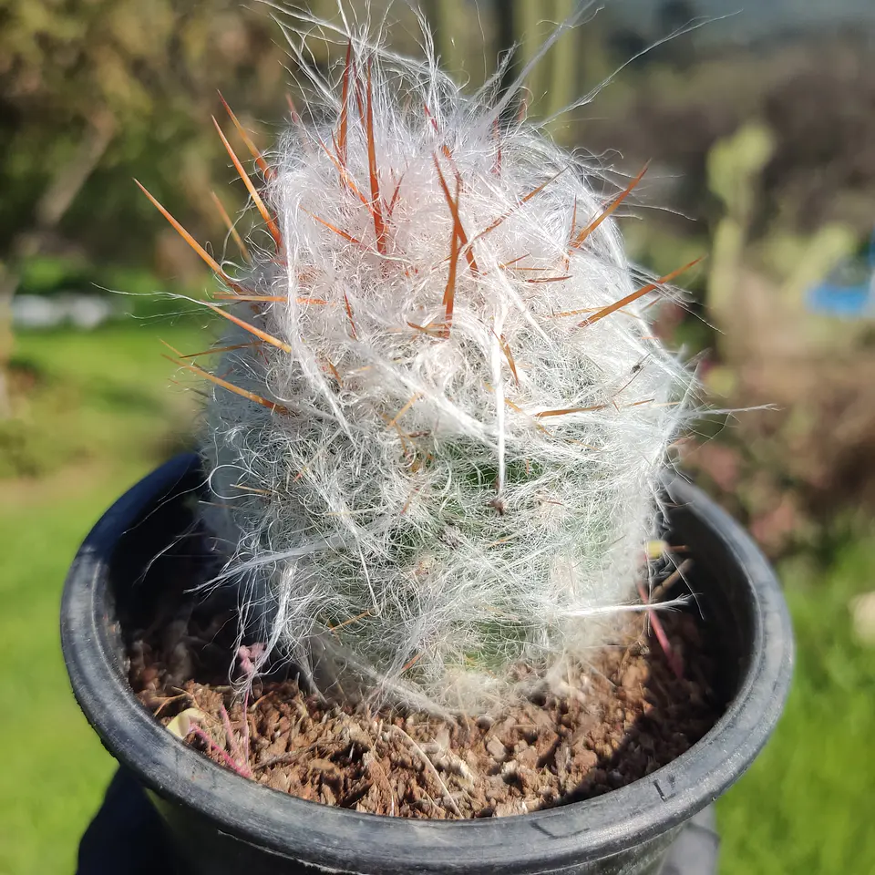 Oreocereus Trolli 1