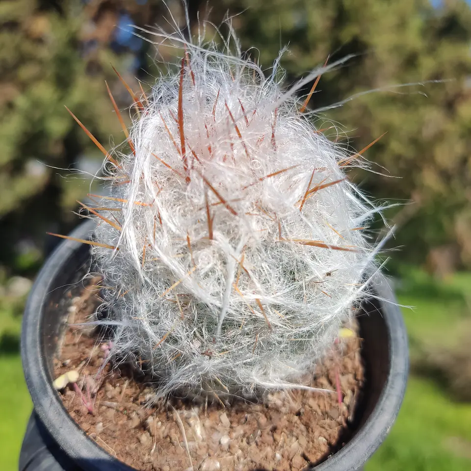 Oreocereus Trolli 2