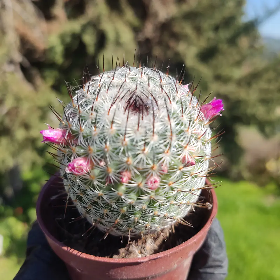 Mammillaria haageana subsp. elegans 1