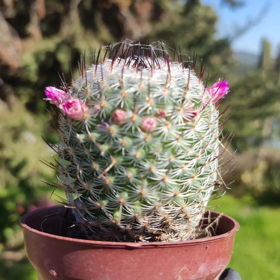 Mammillaria haageana subsp. elegans 2