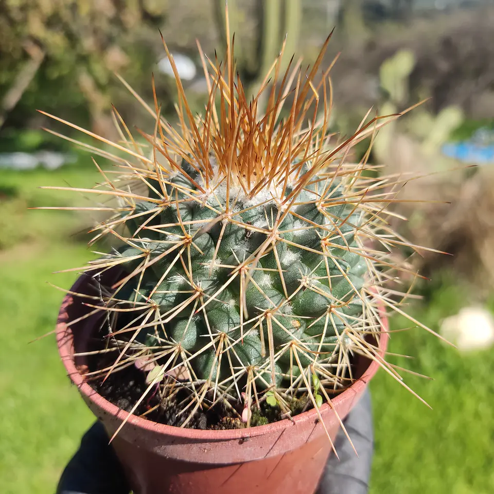 Mammillaria petterssonii 1