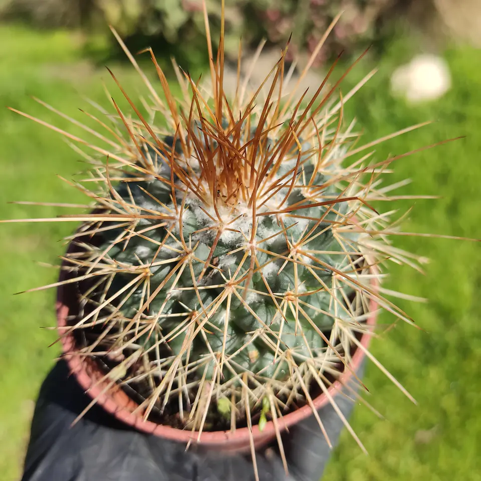 Mammillaria petterssonii 2