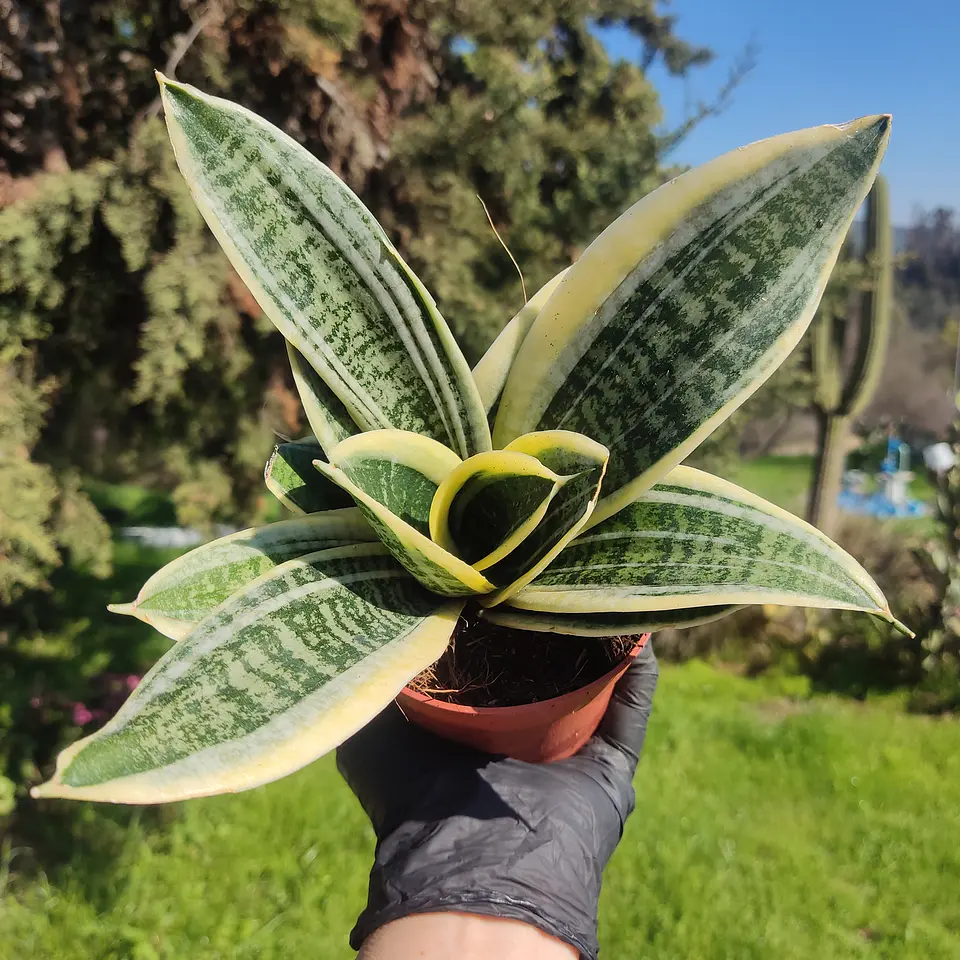 Sansevieria Superba enana  1
