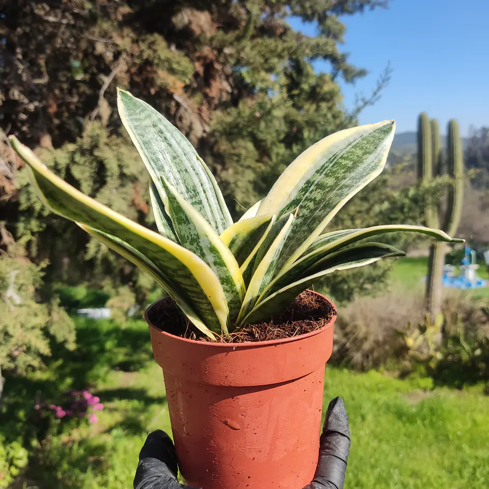 Sansevieria Superba enana  2