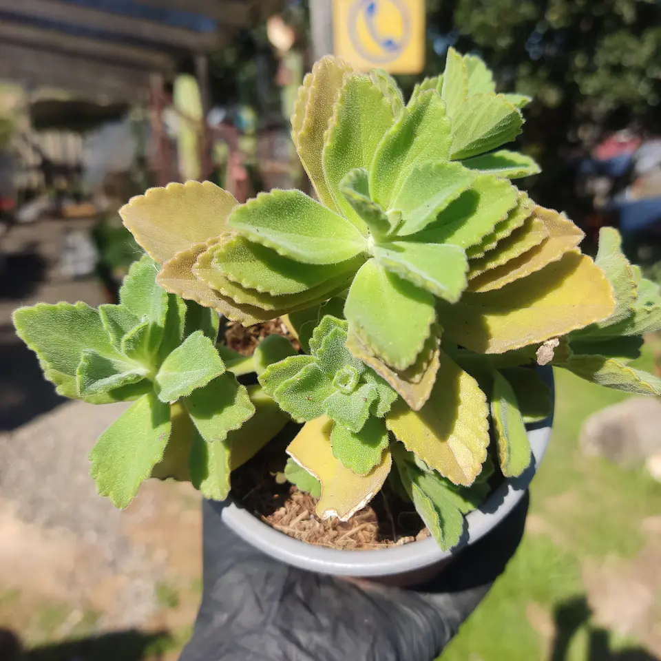 Plectranthus neochilus 1