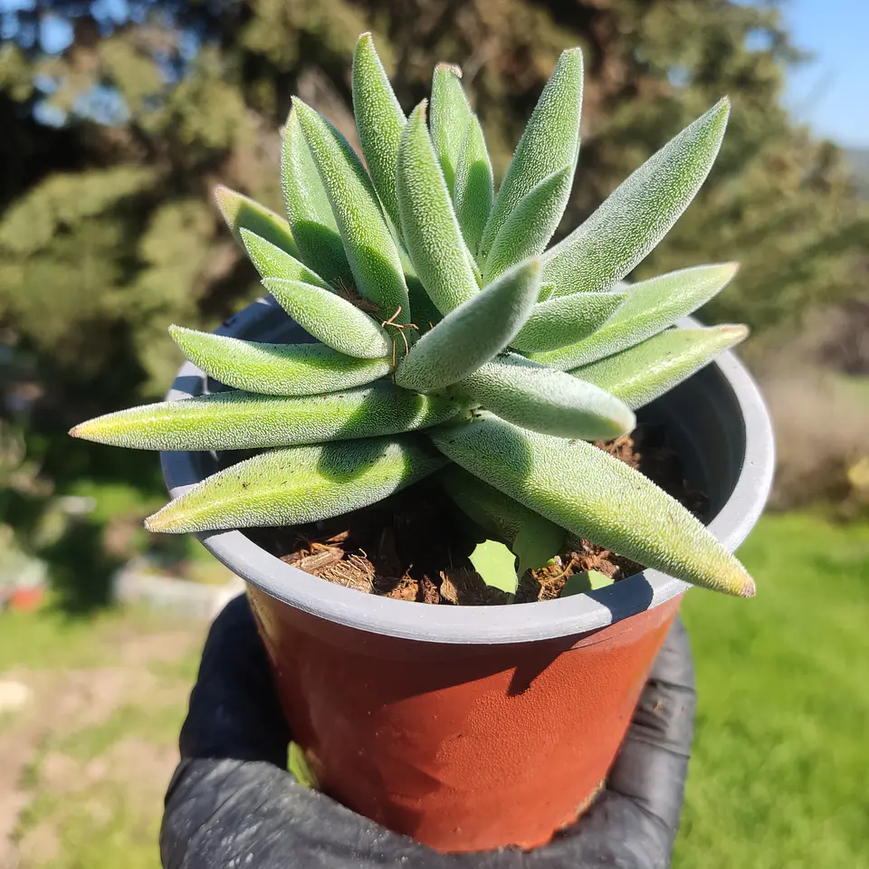 Crassula mesembryanthemoides tenelli 1
