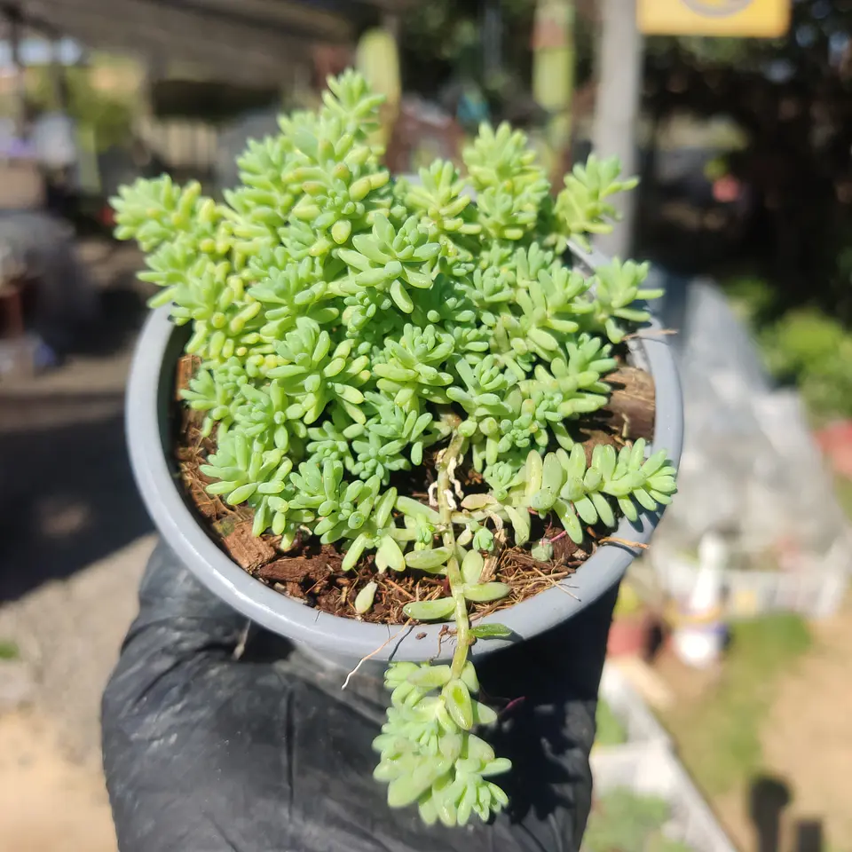Sedum album 1