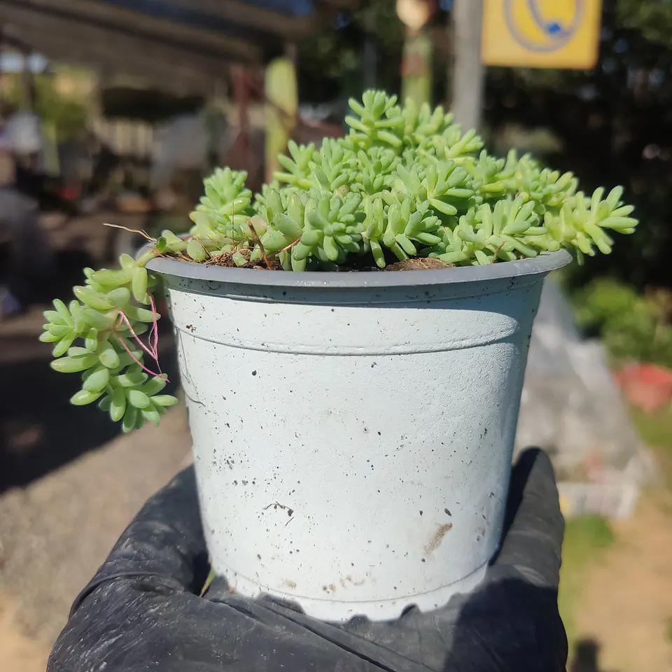 Sedum album 2