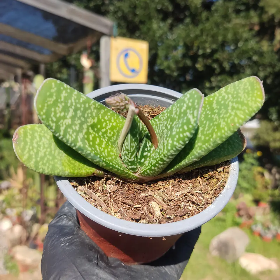 Gasteria Pillansii 1