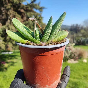 Gasteria Pillansii