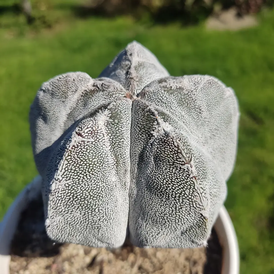 Astrophytum Myriostigma injertado  1