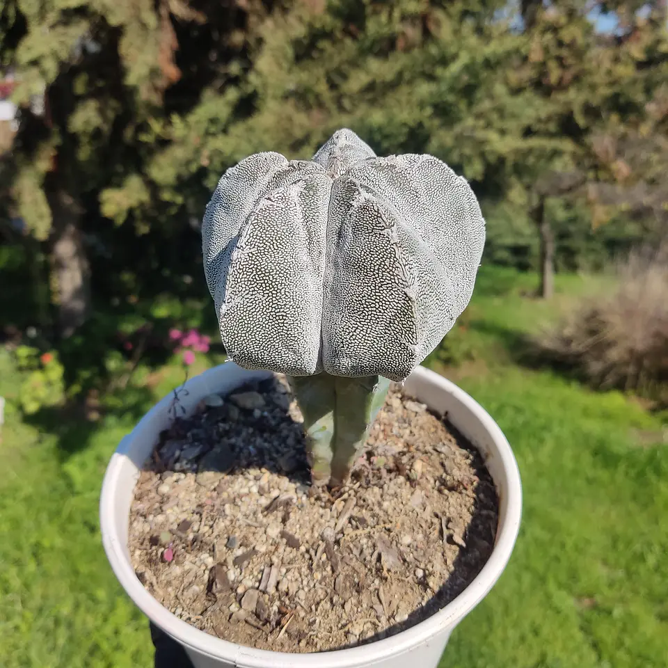 Astrophytum Myriostigma injertado  2