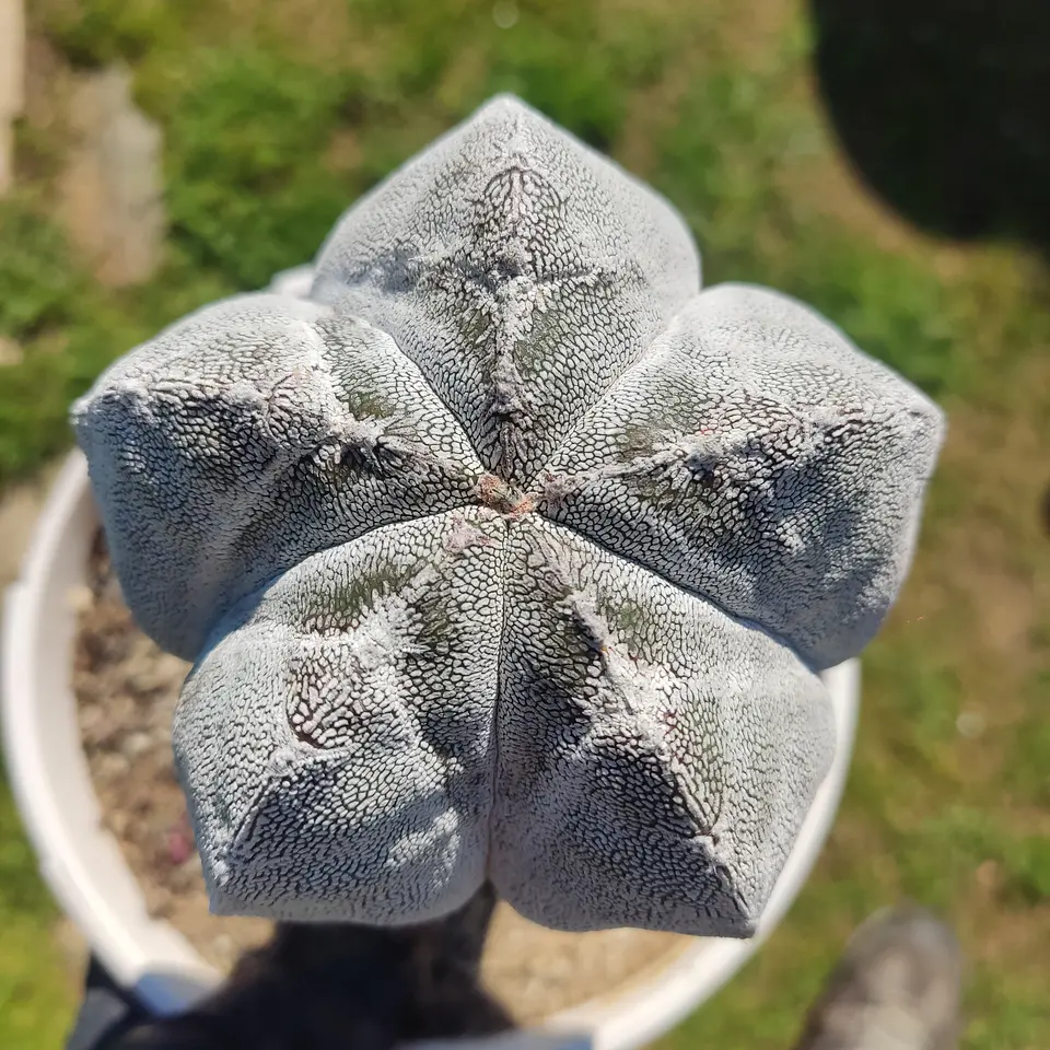 Astrophytum Myriostigma injertado  3