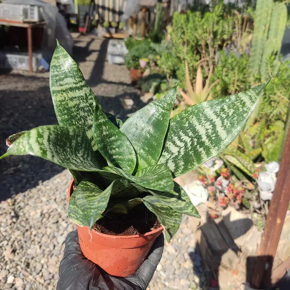 Sansevieria trifasciata tigre enana 2