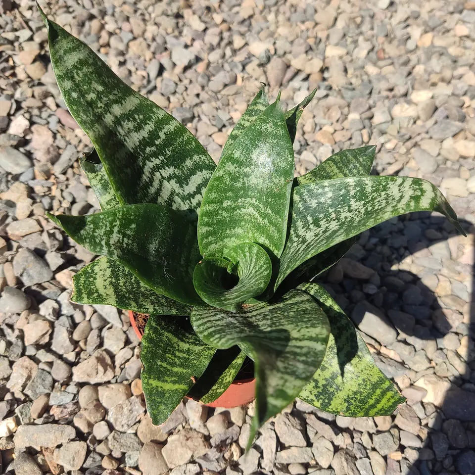 Sansevieria trifasciata tigre enana 1