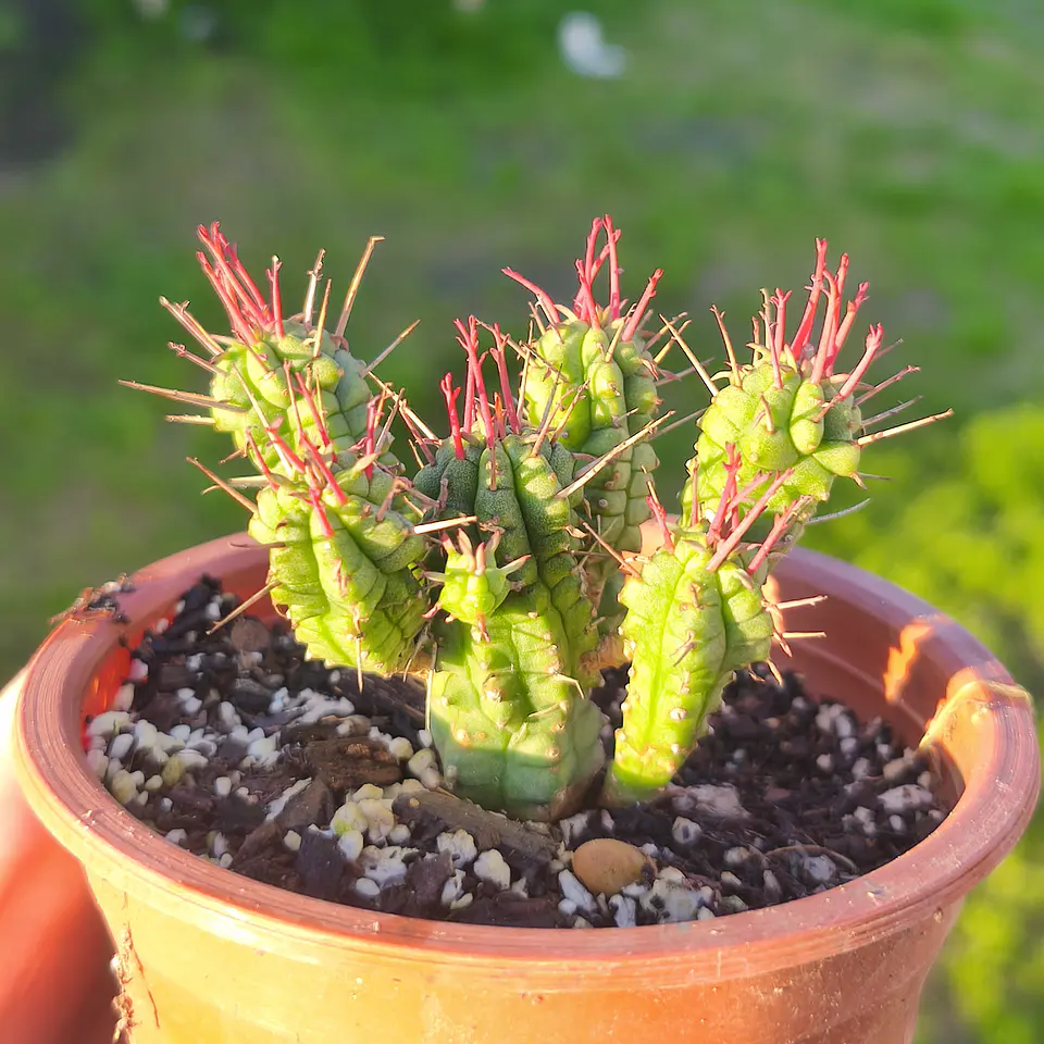 Euphorbia NN 1