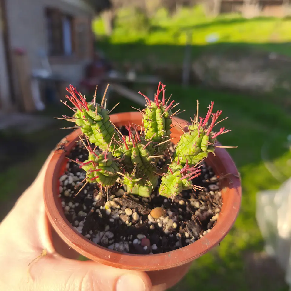 Euphorbia NN 2