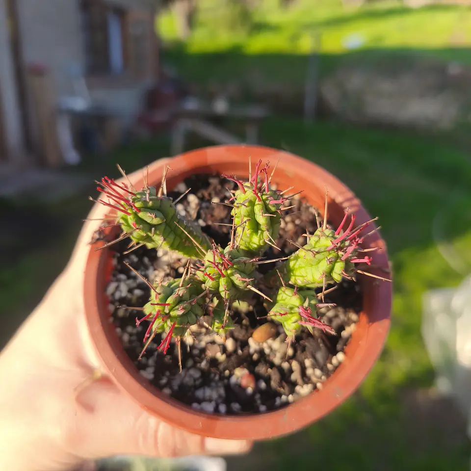 Euphorbia NN 3