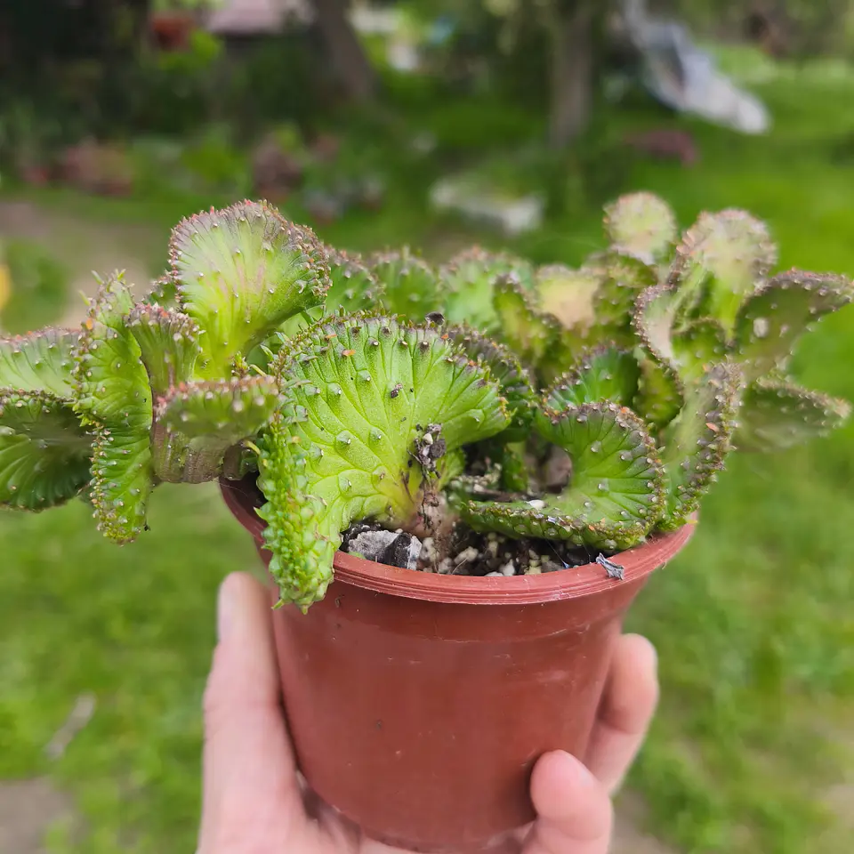 Euphorbia medusa crestada 1