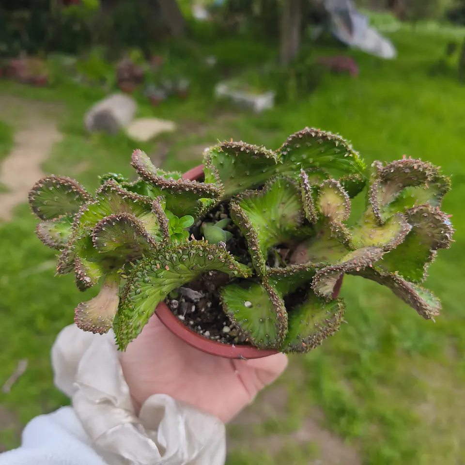 Euphorbia medusa crestada 2