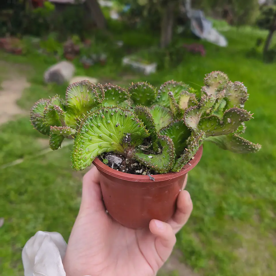 Euphorbia medusa crestada 3