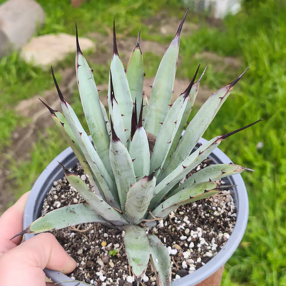 Agave Little Penguin 1