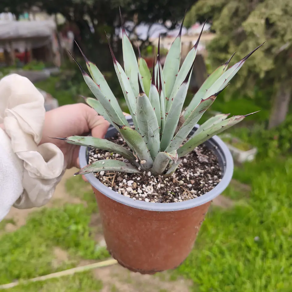 Agave Little Penguin 2