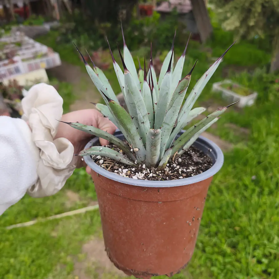 Agave Little Penguin 3