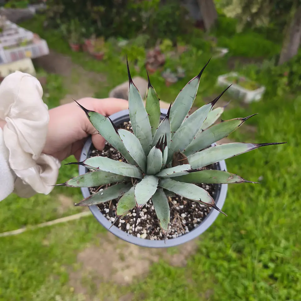 Agave Little Penguin 4