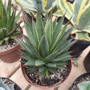 Agave Blue Glow