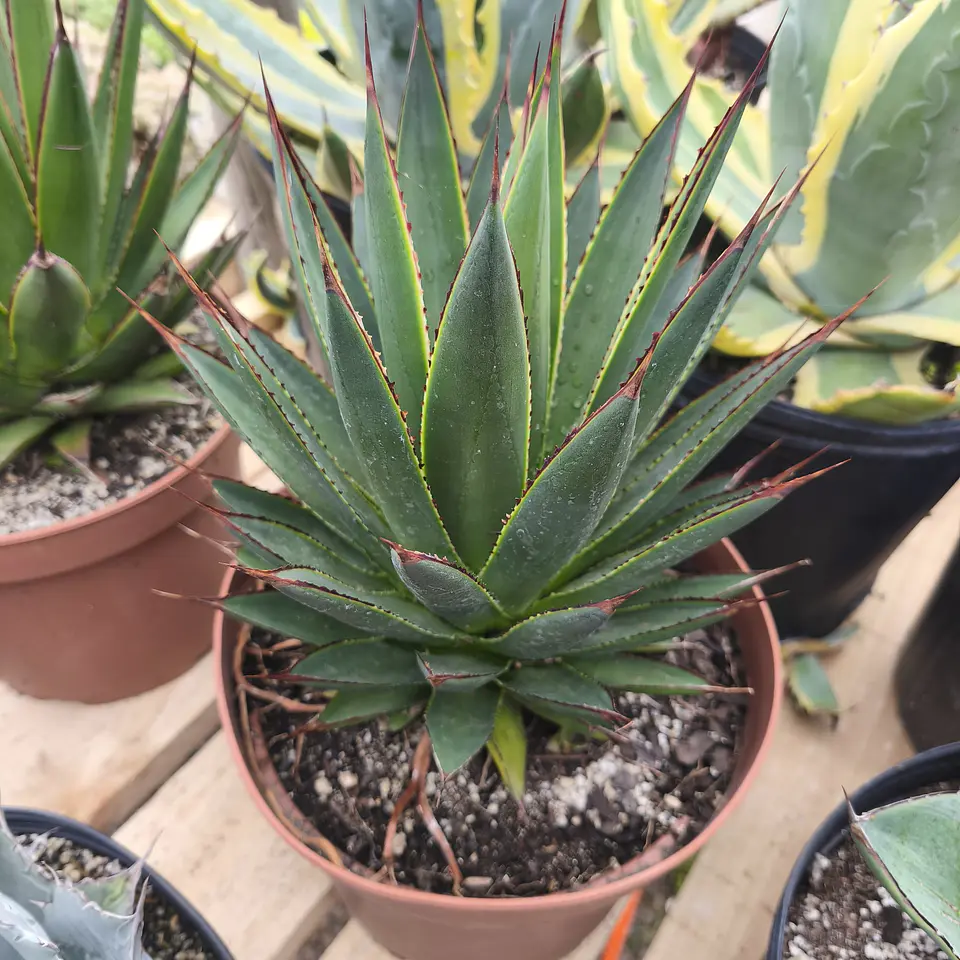 Agave Blue Glow 3