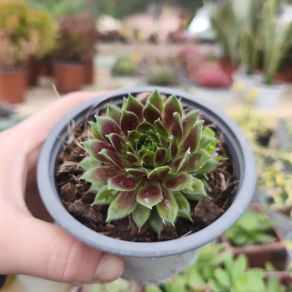 Sempervivum Red Lion 1
