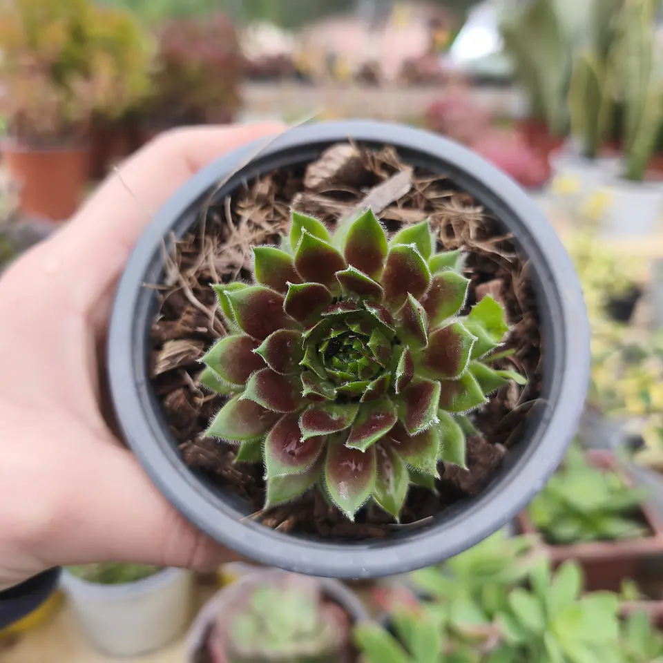 Sempervivum Red Lion 2