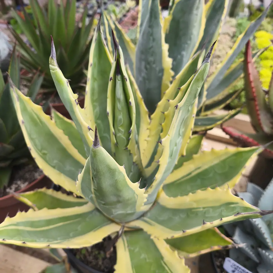 Agave Americano Variegado  1